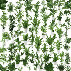Fototapeta premium Plants In White Background 