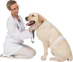 Vet sitting examining dog