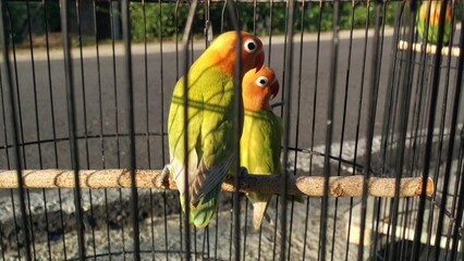 A pair of lovebirds or parrot in a cage