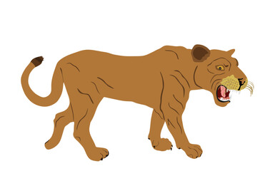 Lioness vector illustration isolated on white background. Lion female. Animal king. Big cat. Pride of Africa. Leo zodiac symbol. Wildlife predator. African big five. Mountain lion cougar.