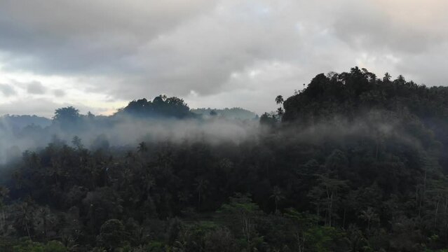 drone fly over misty rice field in the morning in Northern Bali