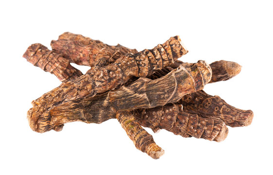 Calamus root isolated on white background. Sweet flag, sway or muskrat root, vasambu. Dry root of Acorus calamus.