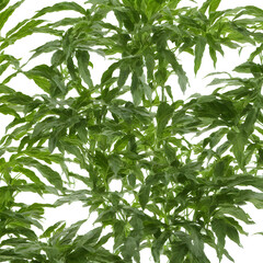 Plants In White Background "Generrative AI"