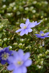 Blue hepatica flower in the garden in spring