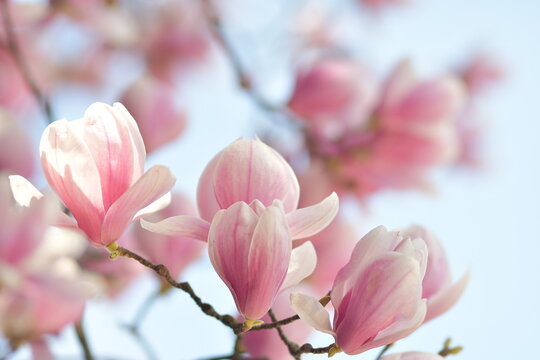 Magnolia, ramo di fiori di magnolia 