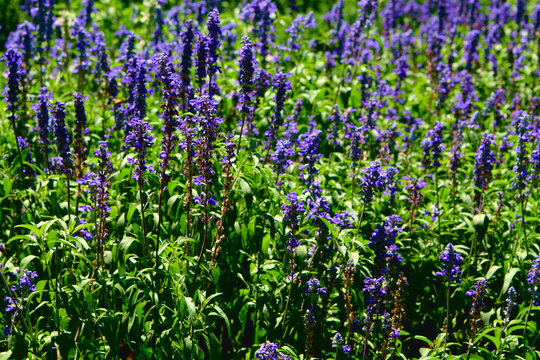 Wild blue flowers on a green background. Blue flowers in the meadow. Close-up. Background picture