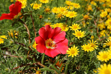 Purslane flower, natural background. Red flower in the garden. Close-up