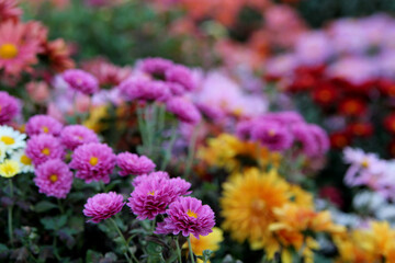 Flowers in the autumn garden background and image