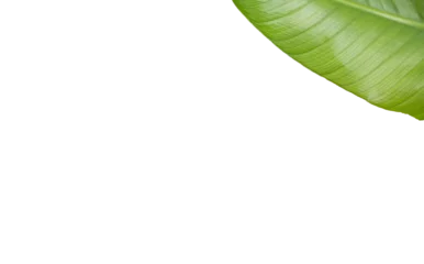 Rolgordijnen Cropped textured leaf  © vectorfusionart