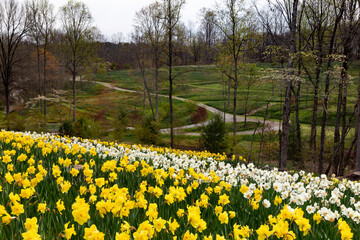 Obraz premium Spring in bloom with daffodils, dogwoods and red maples at Gibbs Gardens in Georgia.