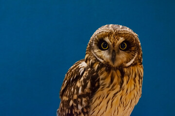 young beautiful diurnal owl on a blue background