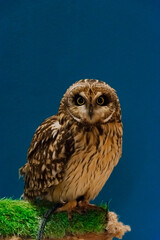 young beautiful diurnal owl on a blue background