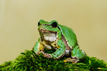 Small green frog European tree frog. Hyla arborea