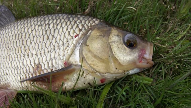 An enviable trophy of a fisherman with a fishing rod in a northern European river. Ide, Nerfling (Leuciscus idus) more then 1,5 kg. The fisheye lens is used