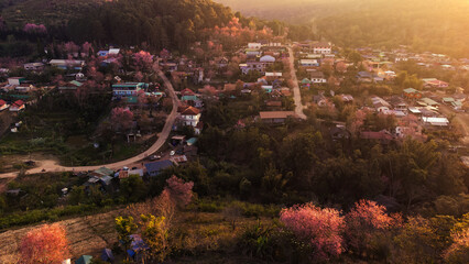 landscape of Beautiful Wild Himalayan Cherry Blooming pink Prunus cerasoides flowers at Phu Lom Lo Loei and Phitsanulok of Thailand