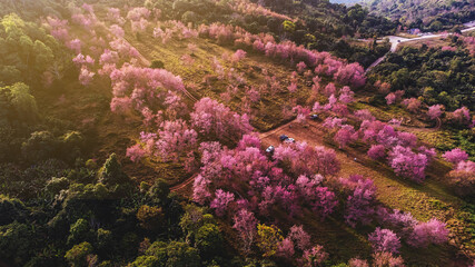 Aerial view of landscape  Beautiful Wild Himalayan Cherry Blooming pink Prunus cerasoides flowers