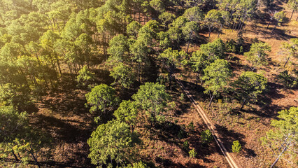 Aerial view of landscape forest