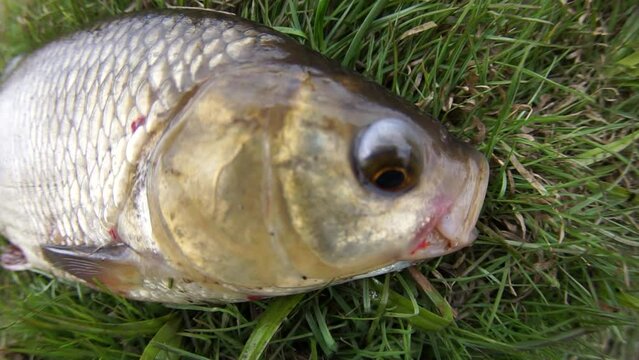 An enviable trophy of a fisherman with a fishing rod in a northern European river. Ide, Nerfling (Leuciscus idus) more then 1,5 kg. The fisheye lens is used