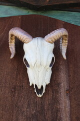 Fototapeta premium animal skull on the door. ram skull