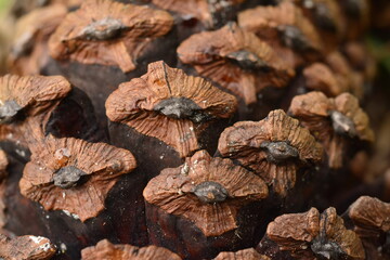 Pine cone close-up