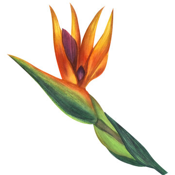 Orange violet strelitzia flower, bird of paradise. Botanical illustration. Jungle, tropical, exotic, foliage. Hand-drawn watercolor illustration isolated on white background. For design card, poster