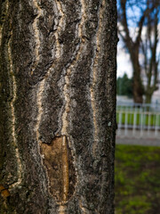 Ginkgo biloba tree bark. Tree bark background.