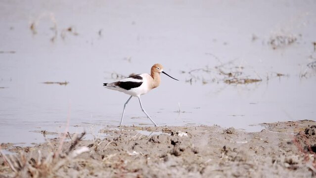 American Avocet walking out of the water to poop in the mud.
