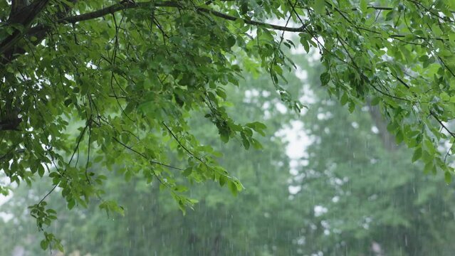 summer rain outdoors backyard. heavy raining weather in city view from garden. rainfall drops falling from green foliage against grey sky, brown fence. colorful landscape summer autumn spring daytime 