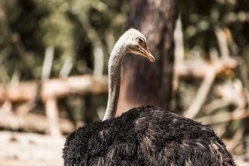 Foto op Plexiglas Ostrich looking to the side © Johanna H