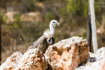 Vulture looking for prey