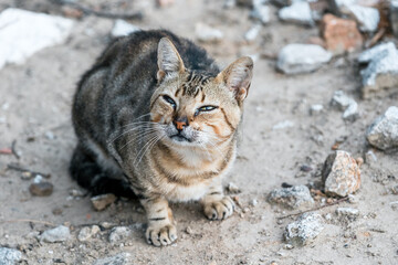 Beautiful wild cat looking up