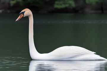Swan gliding on a peaceful lake