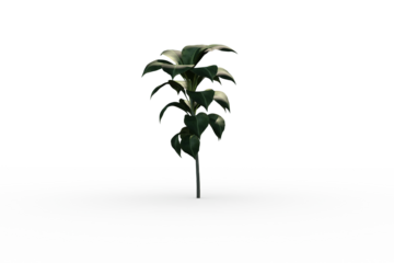 Little green seedling with leaves growing