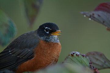 American Robin portrait