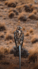 Aguila