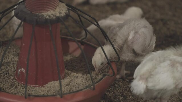 Young chickens/broilers are growing and fed in a poultry plant.