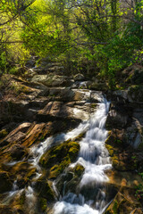 Stream in the forest - Extremadura, Spain