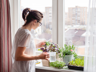 Woman is watering houseplants and microgreens on windowsill. Growing edible organic basil, arugula,...