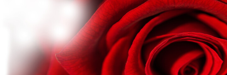 Fototapeta premium Digital generated image of rose flower