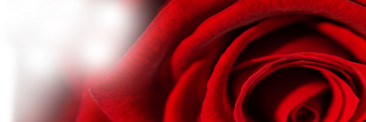 Digital generated image of rose flower