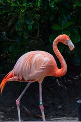 pink flamingo in the zoo