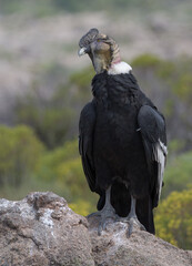 Vultur gryphus - Condor Andino