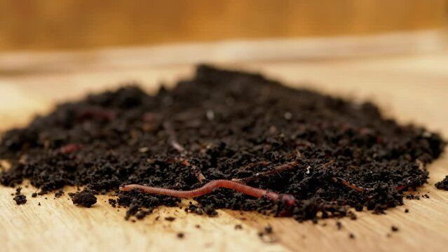 Close up, Crawling Red Earthworms in Black Soil Isolated on Wooden Background. Slow motion. Group of wriggling earthworms in wet compost. Fishing worms. Red worms Dendrobaena. Loosening fertile soil.
