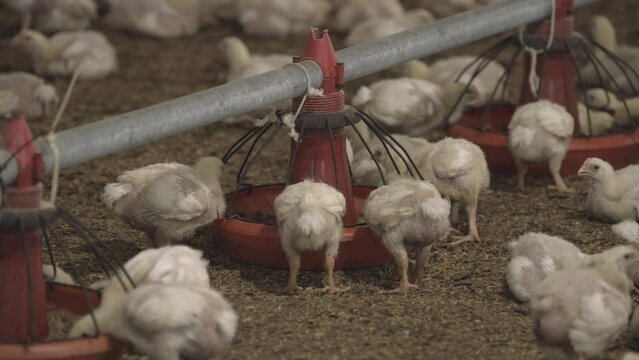 Young chickens/broilers are growing and fed in a poultry plant.
