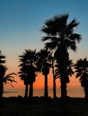 Fototapeta na wymiar Palm Trees Sunset at Jeju Island, South Korea