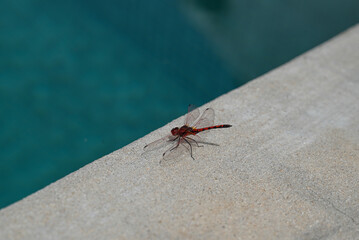 Dragonfly by the pool