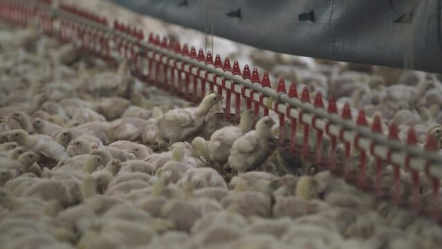 Young chickens/broilers are growing and fed in a poultry plant.