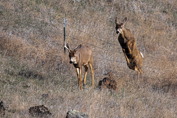 Mule Deer (Odocoileus hemionus) Jumping Over a Fence