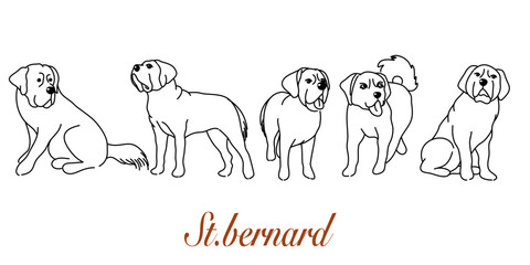 Doodle Cartoon St Bernard  illustration set in different poses. Cute sitting, running and lying vector dog isolated on white background