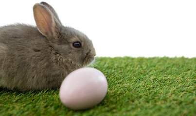 Naklejka premium Bunny with Easter egg on grass